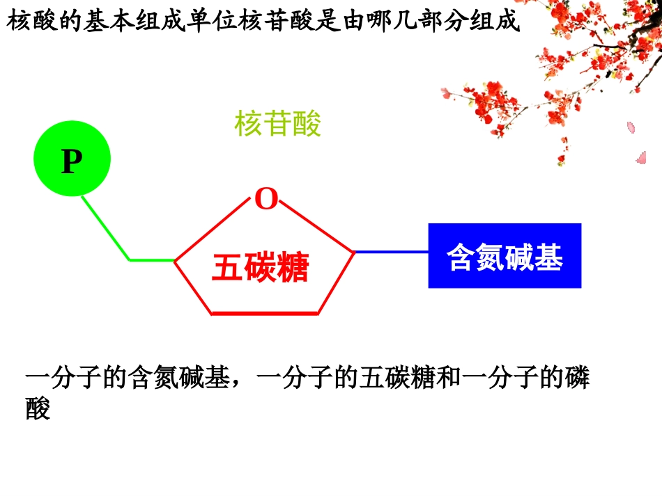 核酸的结构和功能_第3页