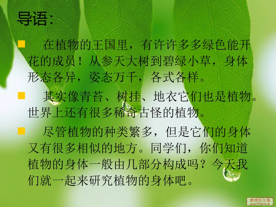 青岛版四年级科学上册植物的身体课件_第2页