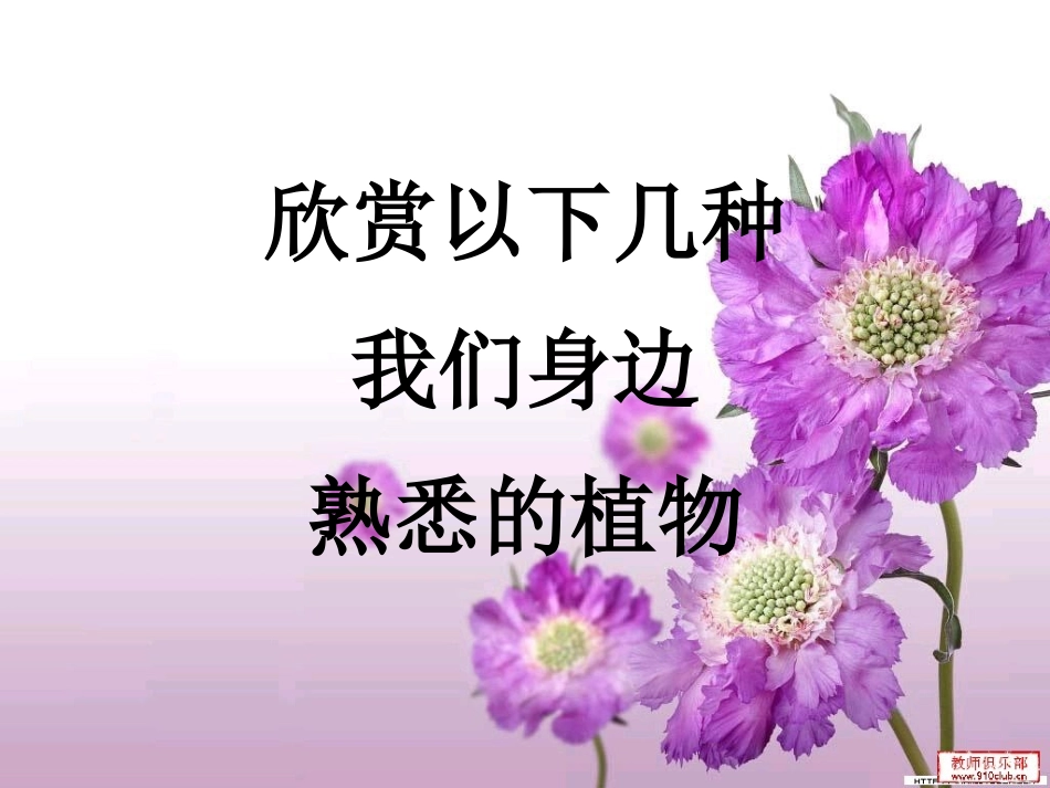 青岛版四年级科学上册植物的身体课件_第3页