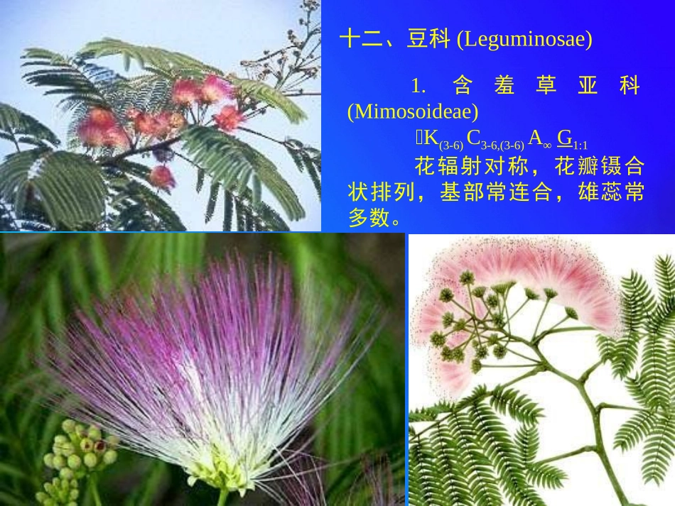 植物学12.6种子植物分类-豆科-伞形科_第3页