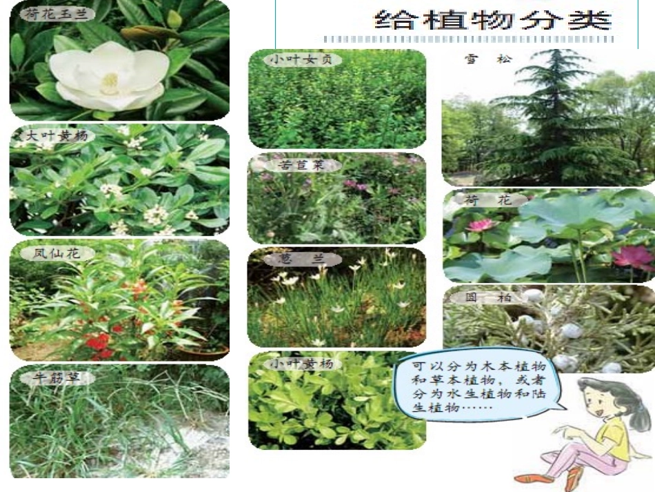教科版科学六年级上册《多种多样的植物》PPT_第3页