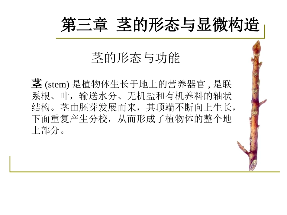 药用植物学-淅江大学03茎的形态与显微构造_第2页