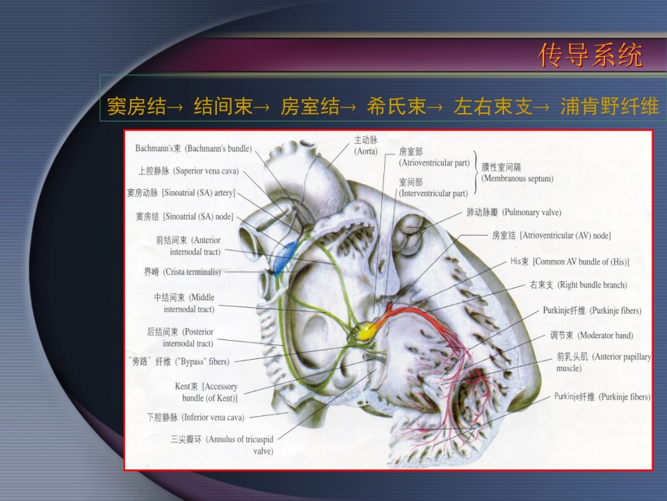 心脏基础电生理_第3页