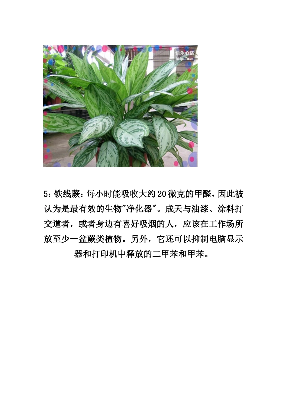 18种适合办公室摆放的植物_第3页