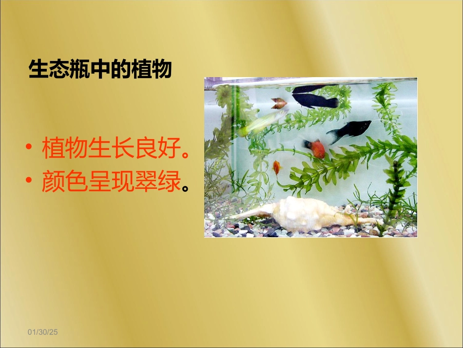 教科版_科学_五年级_上册_7改变生态瓶_第2页