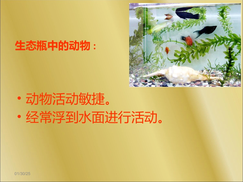 教科版_科学_五年级_上册_7改变生态瓶_第3页