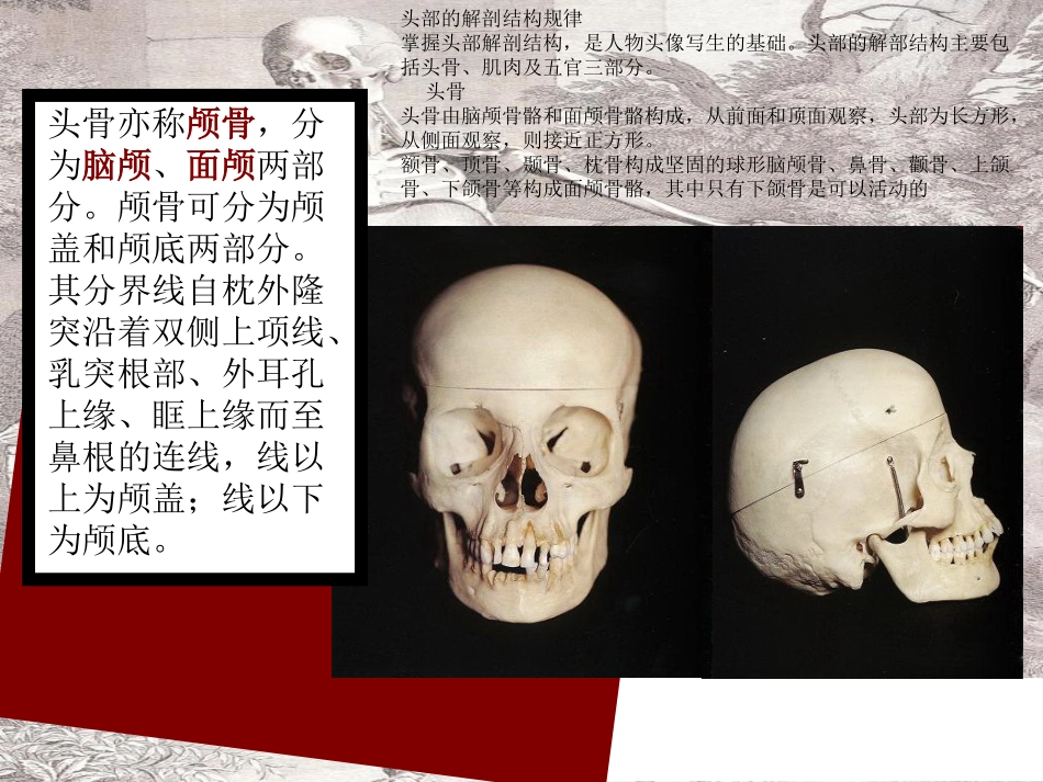 头骨解剖结构及规律_第2页