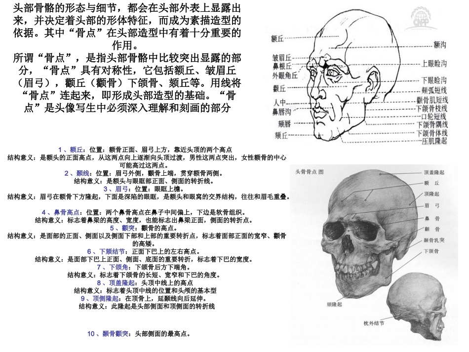 头骨解剖结构及规律_第3页