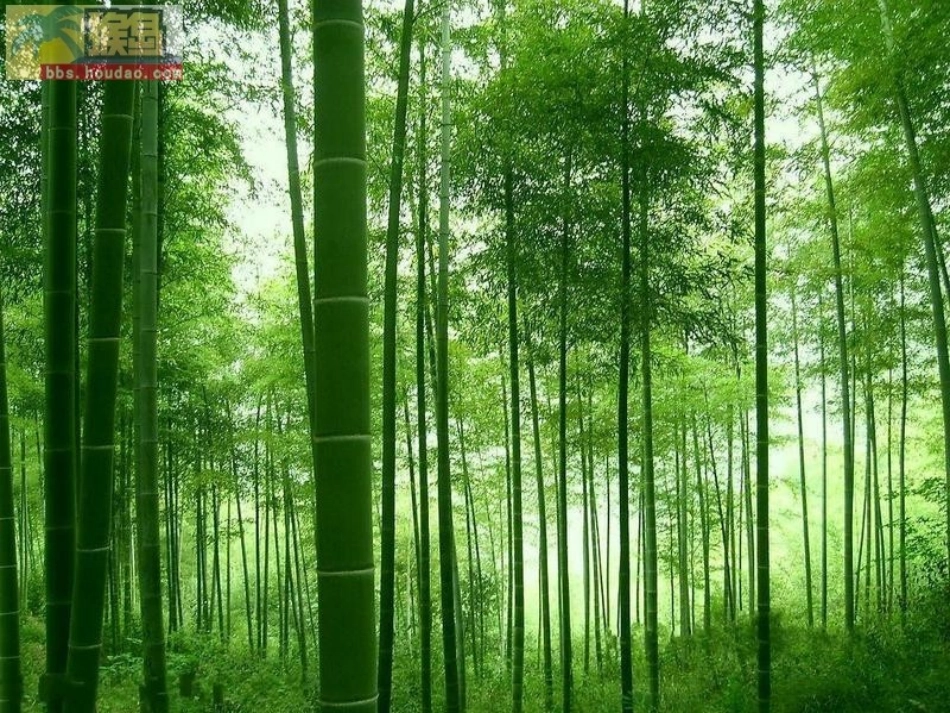 平面构成中的线_第2页