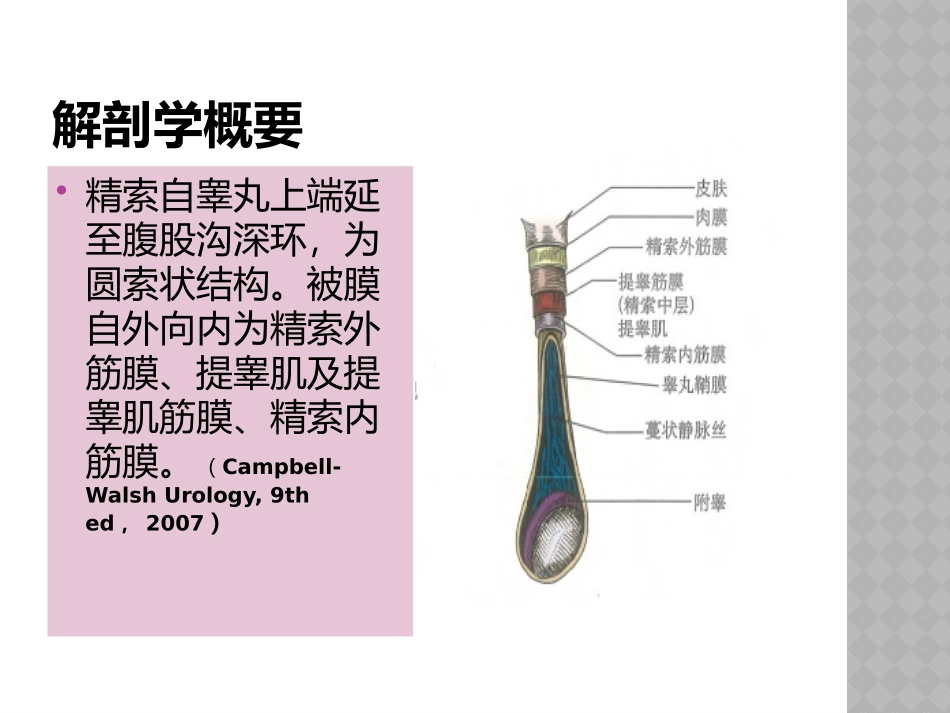 精索静脉曲张幻灯_第3页