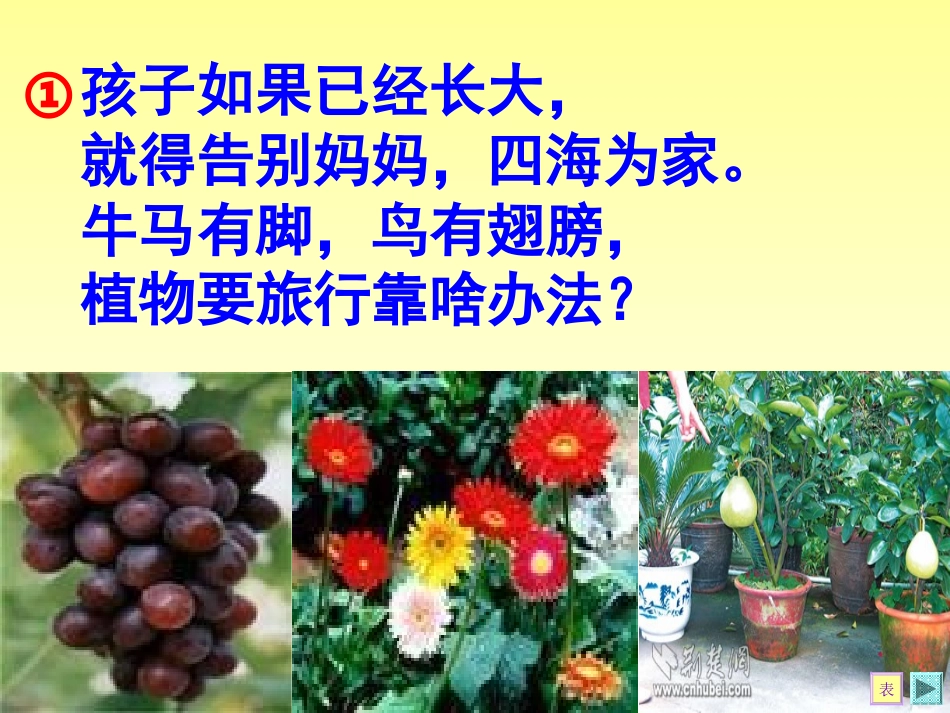人教版二年级上册《植物妈妈有办法》_第2页