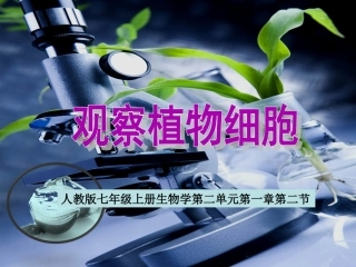 观察植物细胞说课课件