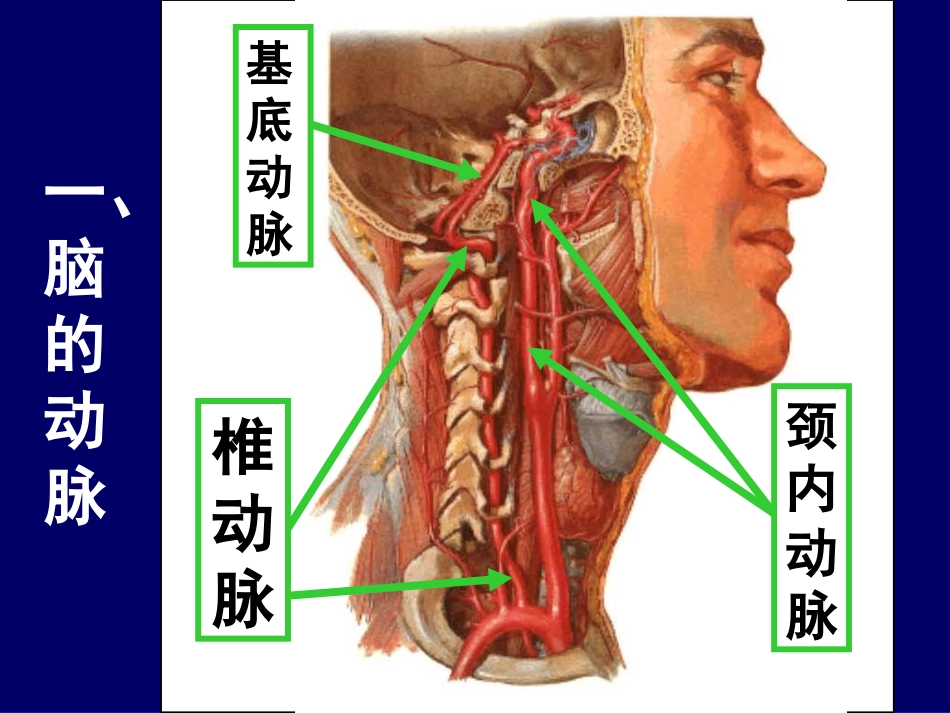 大脑前中后动脉血管分布图_第3页