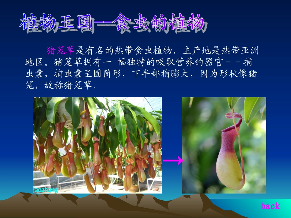 神秘的植物王国_第3页