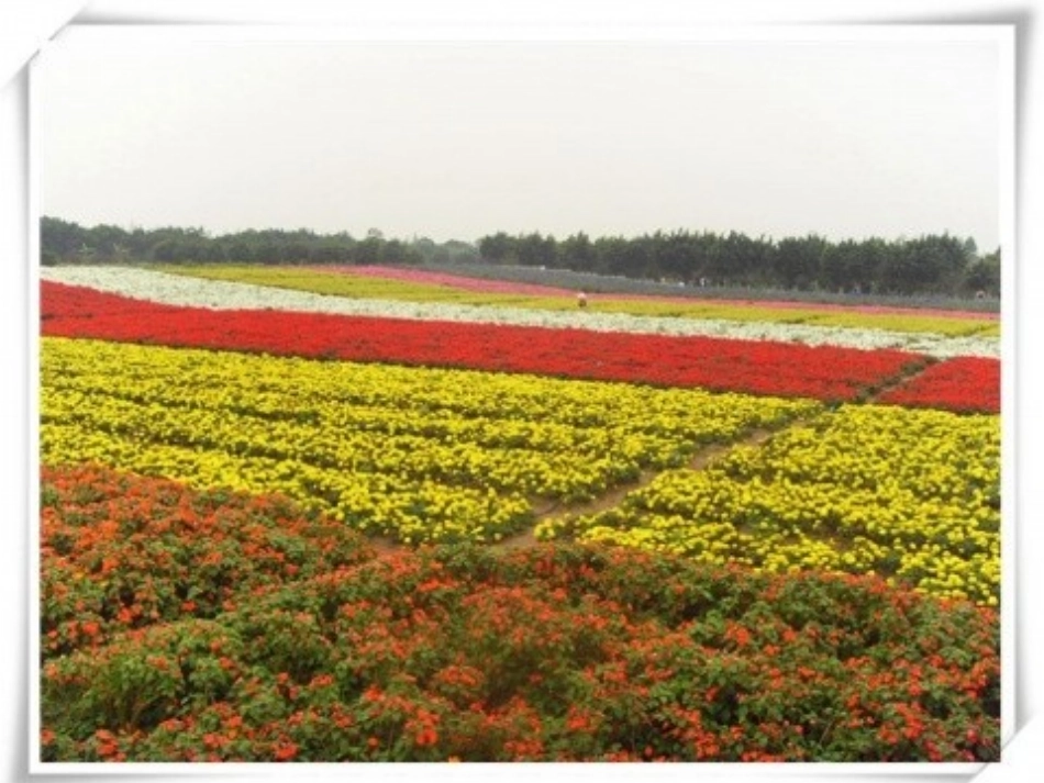 泥板植物浮雕_第1页