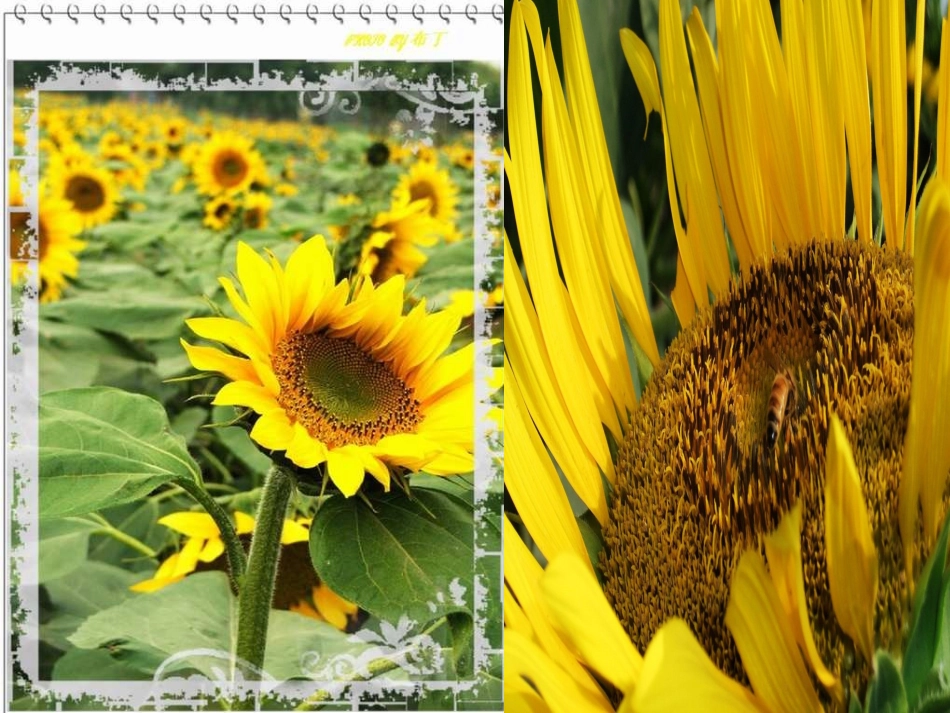 泥板植物浮雕_第2页