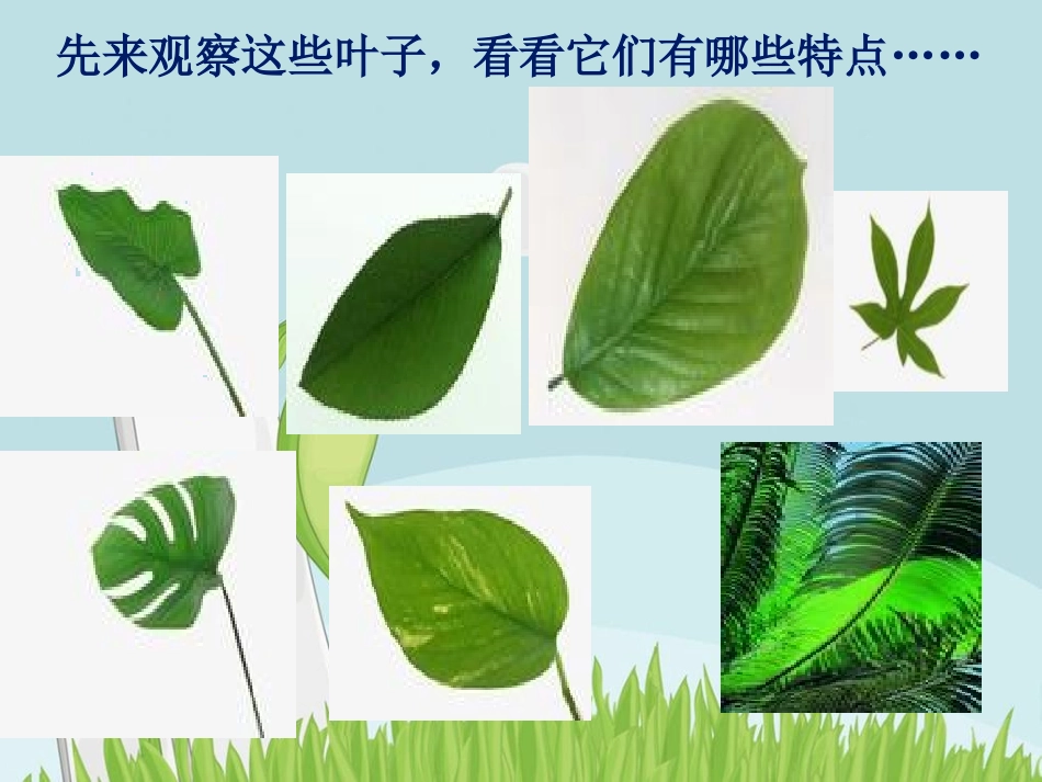 一上一年级科学 3 观察叶_第3页