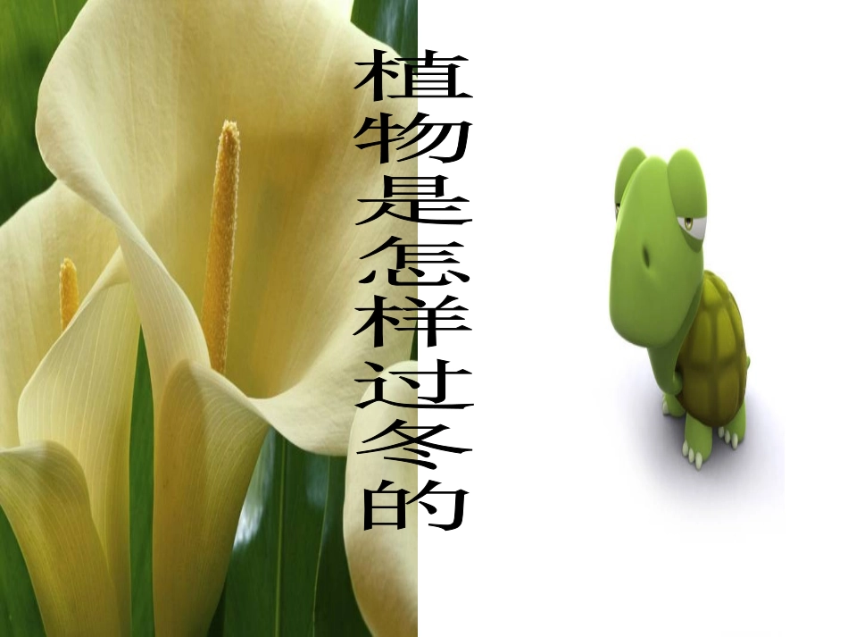 植物是怎样过冬的_第1页