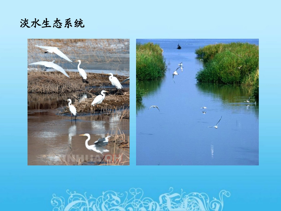 第一节  生物圈中的各种生态系统_第3页