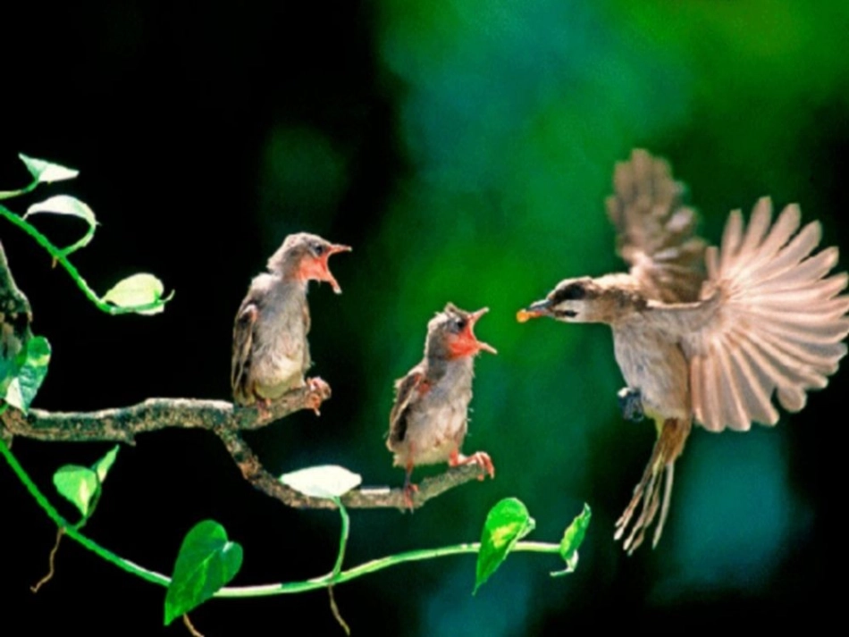 妈妈的帐单课件_第1页