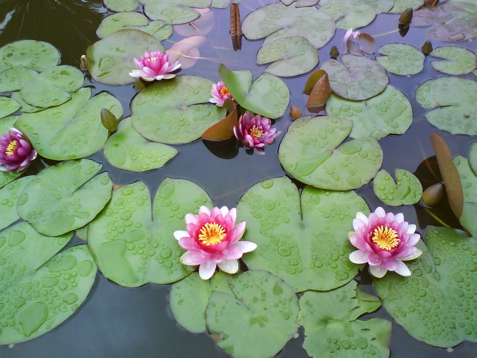 《说四季景色》教学课件_第3页