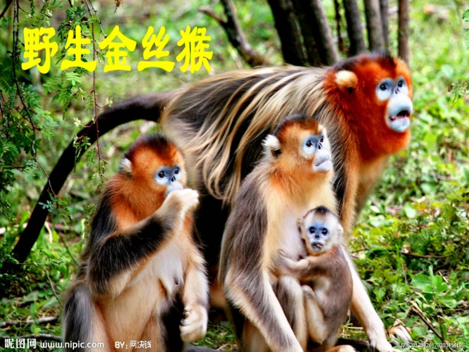 保护野生动物讨论_第2页