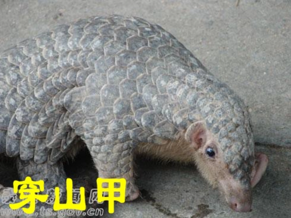 保护野生动物讨论_第3页