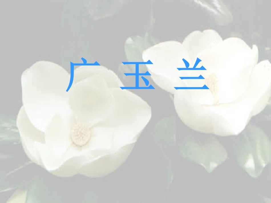 六年级下册《广玉兰》_第1页