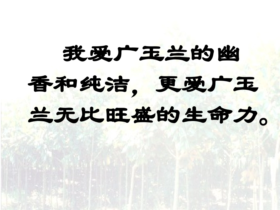 六年级下册《广玉兰》_第3页