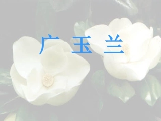 六年级下册《广玉兰》