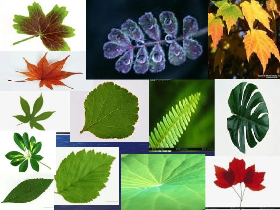 、做一片美的叶子_第1页