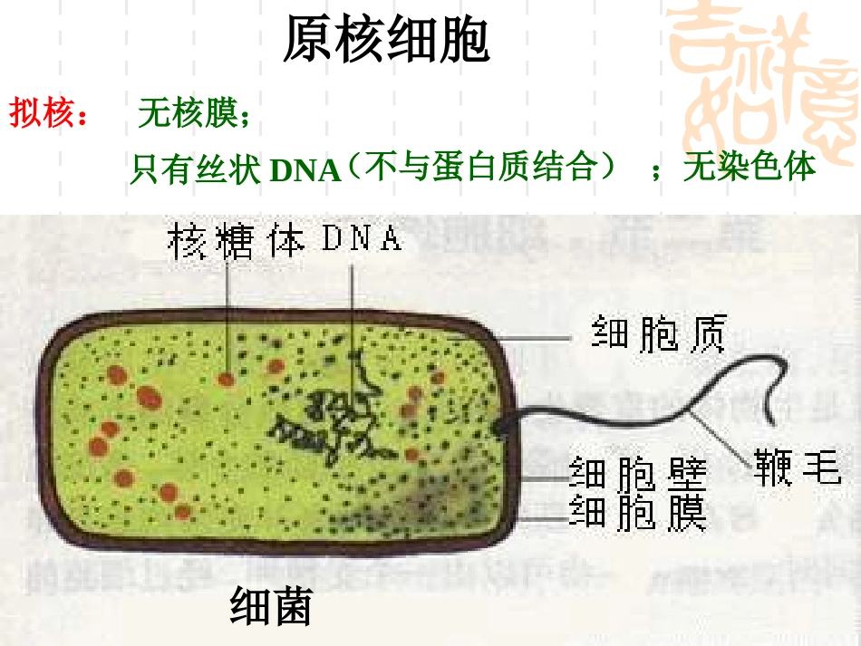 原核细胞和真核细胞_第2页