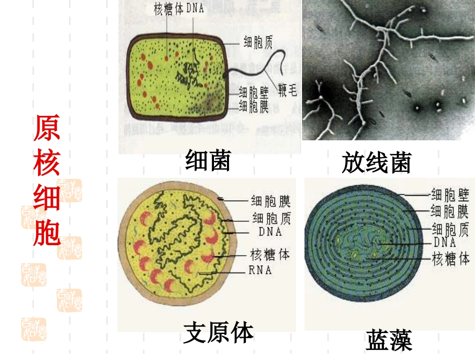 原核细胞和真核细胞_第3页