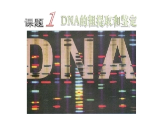 人教版选修一专题五课题一DNA的粗提取与鉴定