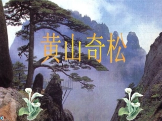 五年级语文黄山奇松课件