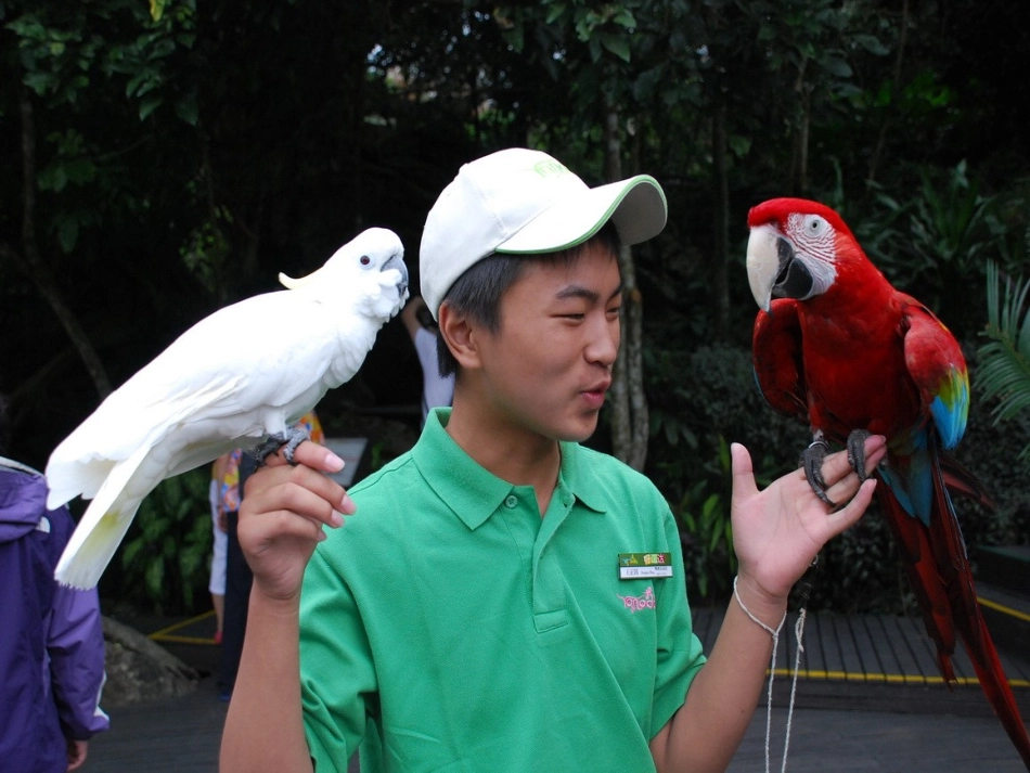 《鸟语》课件_第3页