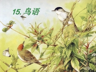 《鸟语》课件