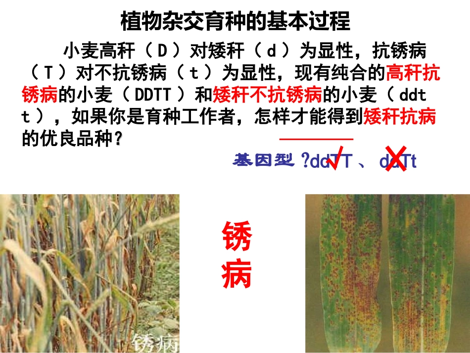 植物杂交育种的基本过程_第1页