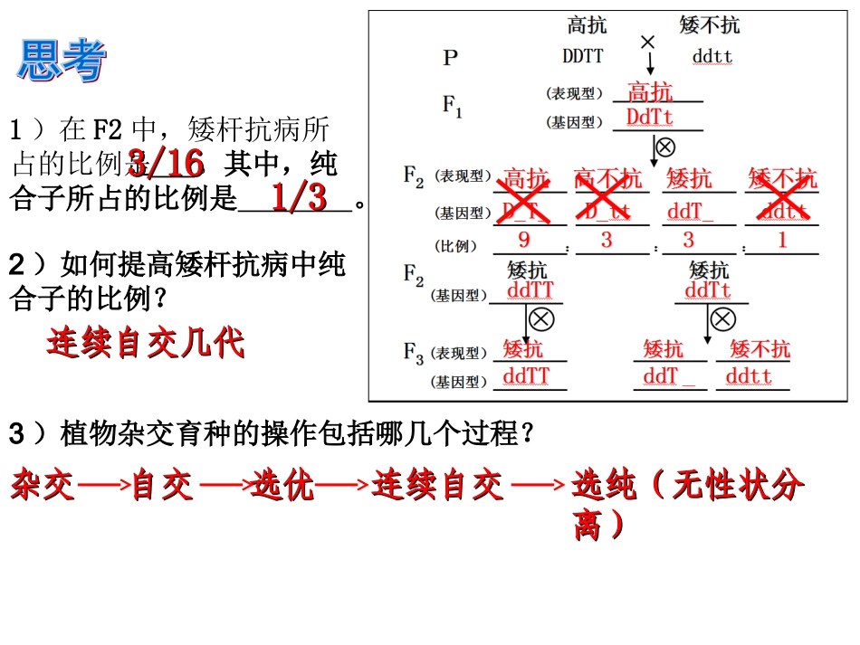 植物杂交育种的基本过程_第3页