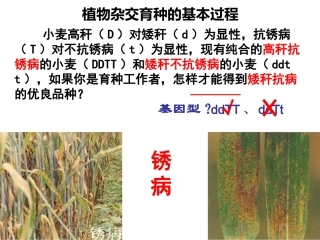 植物杂交育种的基本过程