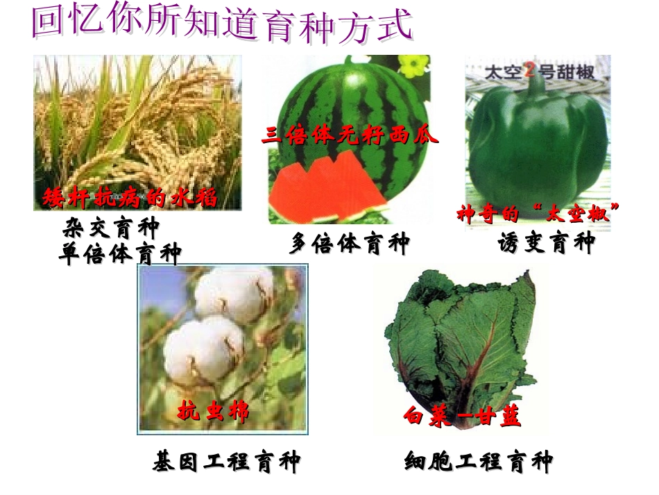 复习-育种方法_第3页