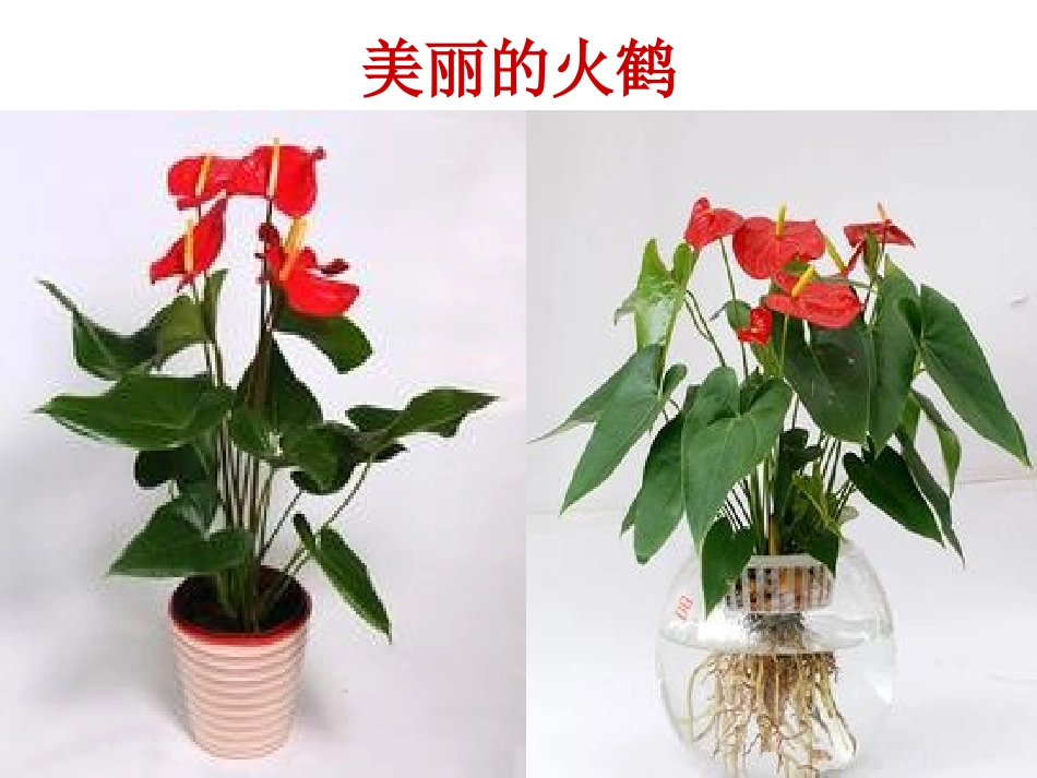 《我爱火鹤》作文指导课课件_第2页