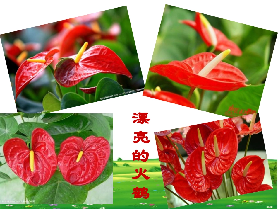 《我爱火鹤》作文指导课课件_第3页