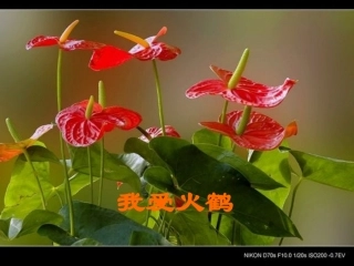 《我爱火鹤》作文指导课课件