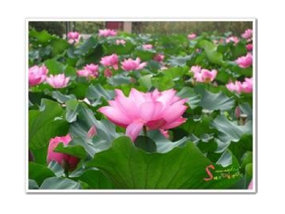 古诗诵读《晓出净慈寺送林子方》课件_第3页