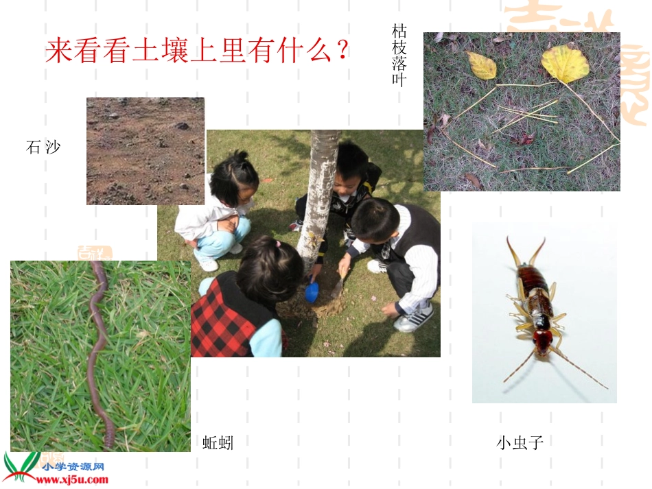 小学科学三年级下册《我们周围的土壤》课件_第3页