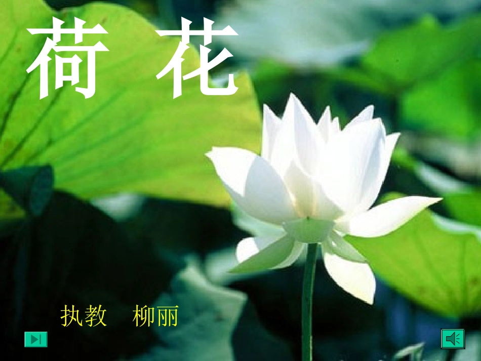 三年级语文荷花2_第1页