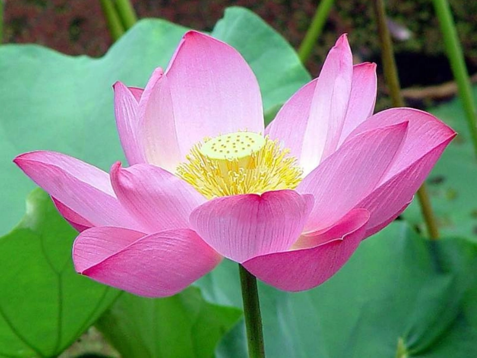 三年级语文荷花2_第3页