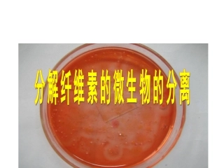 人教版选修1-专题2课题3分解纤维素的微生物的分离课件