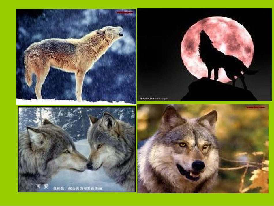 《狼和鹿》PPT课件_第2页